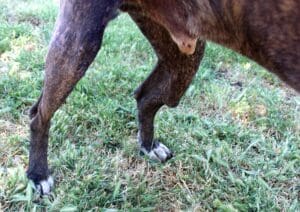 Rusty_Untreated bone break