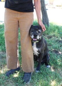 Senior dog_ Rusty leaning against Laura's leg