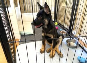A growing Brie sitting in her enclosure, profile