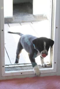 injured puppies_Duncan after vet visit through doggy door in whelping shed licking his lips