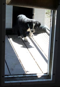 injured puppies_Duncan after vet visit about to come through doggy door in whelping shed