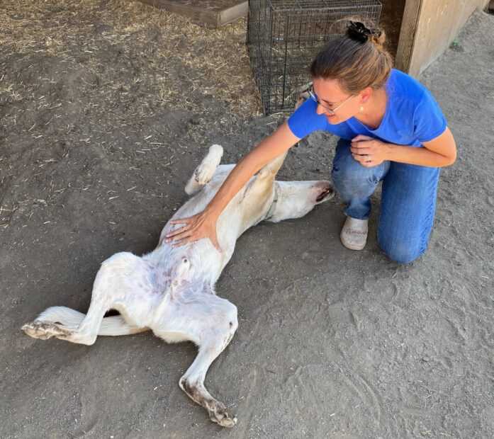 Jasper belly rub