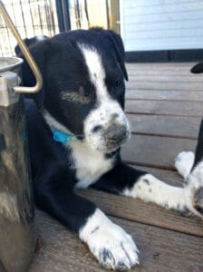 Injured puppies_Duncan with injured eye sealed shut on intake