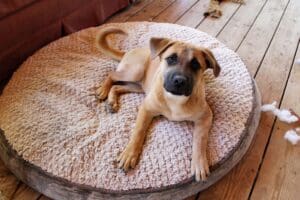 Injured puppies_Olivia on doggie bed