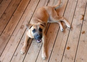 Injured puppies_growing Olivia on wood deck smiling up at cam