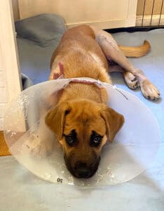 injured puppy_Cone head Olivia slying down and looking up at camera