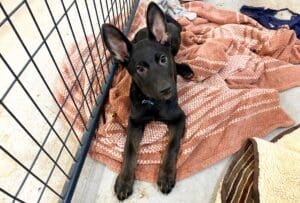 Roxy lying in enclusure, looking up at cam tilting head