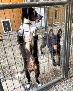 Roxy and Dove in their unit