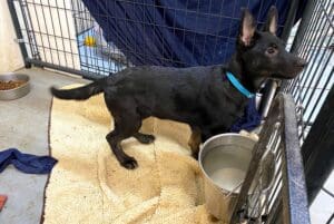 Roxy standing in her pen, profile
