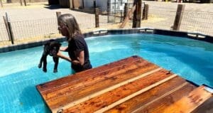 Veterinary Help_ Laura in the pool lifting Roxy out of water