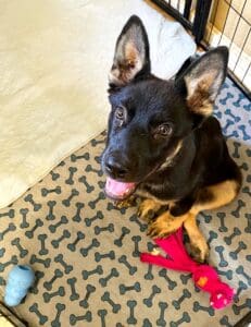 Smiling Brie sitting looking up at cam