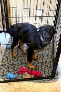 Veterinary help_Brie recovering in confinement standing on all fours