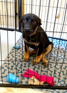 Veterinary help_Brie in confinement sitting looking at cam