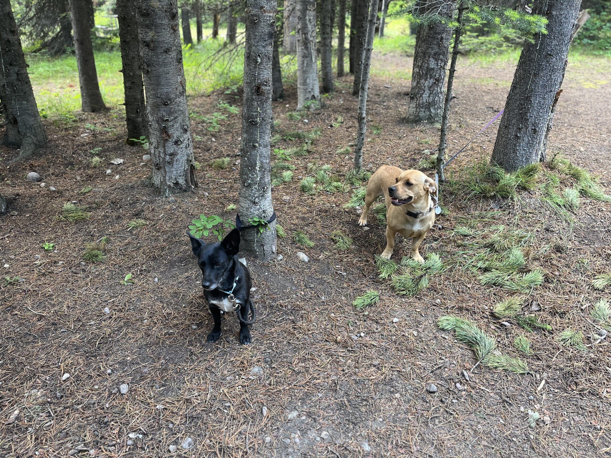 Happy days - Rescue Ranch Inc.