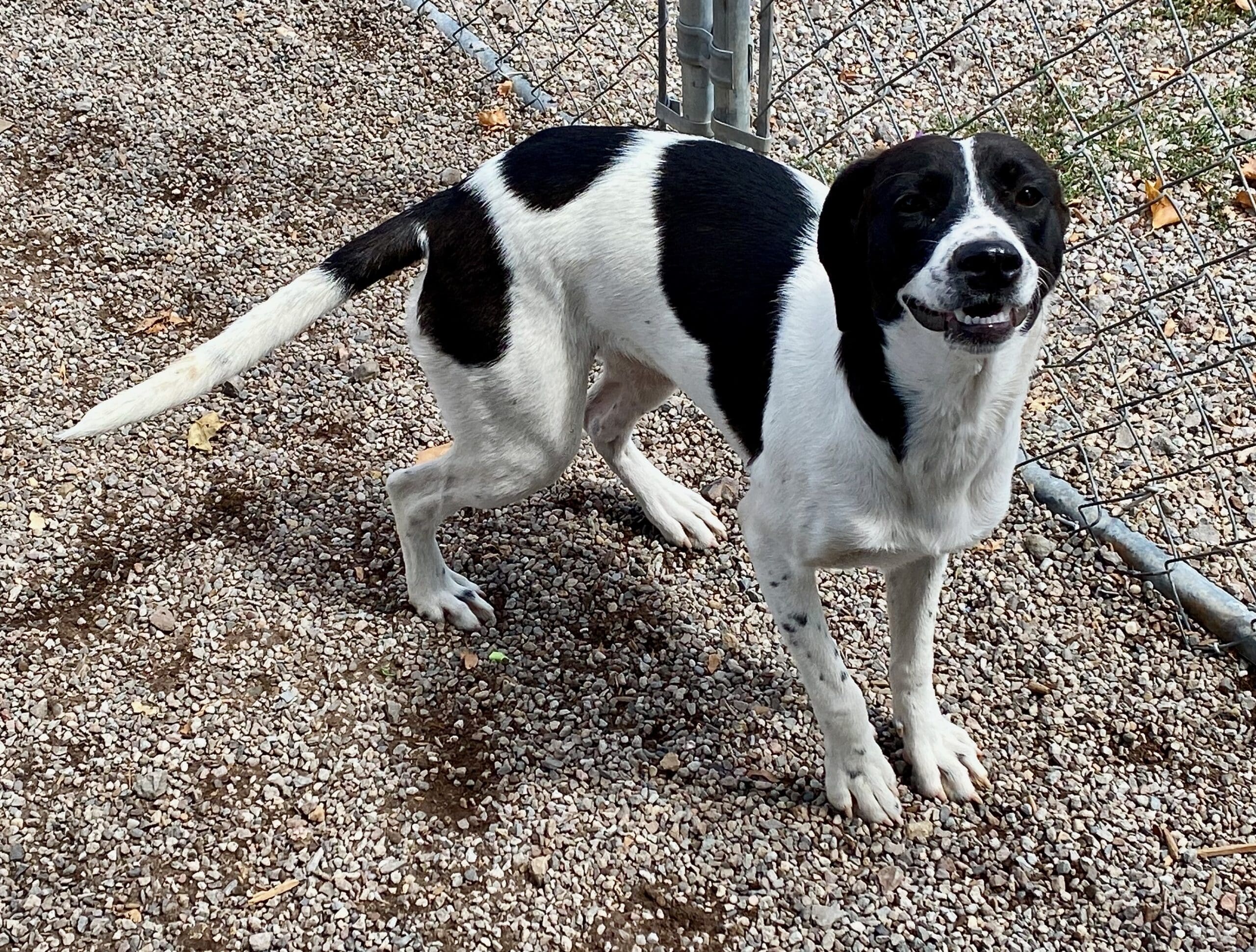 pointer_mix_pup_grinning