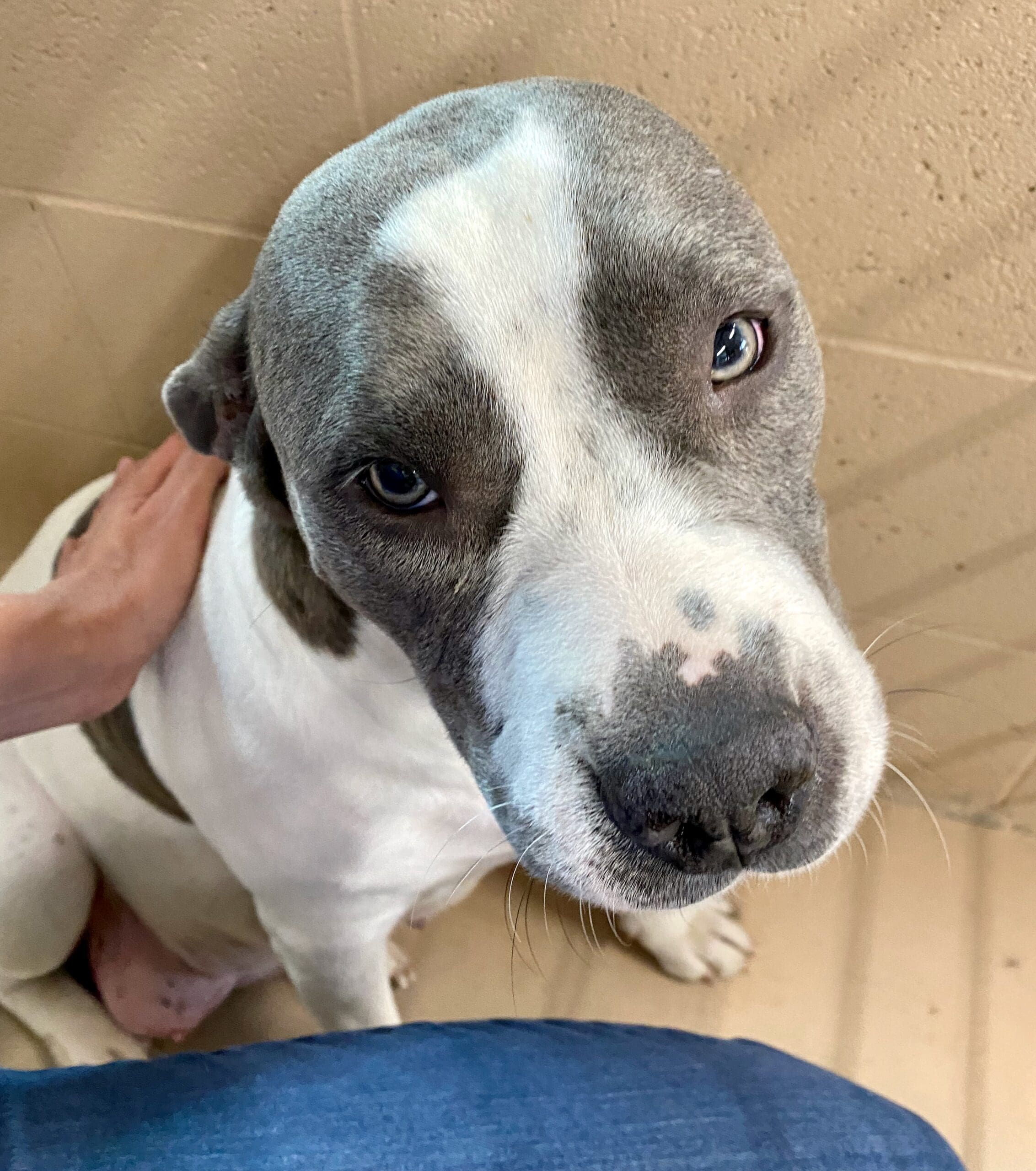 Andie_pit_bull_in_kennel