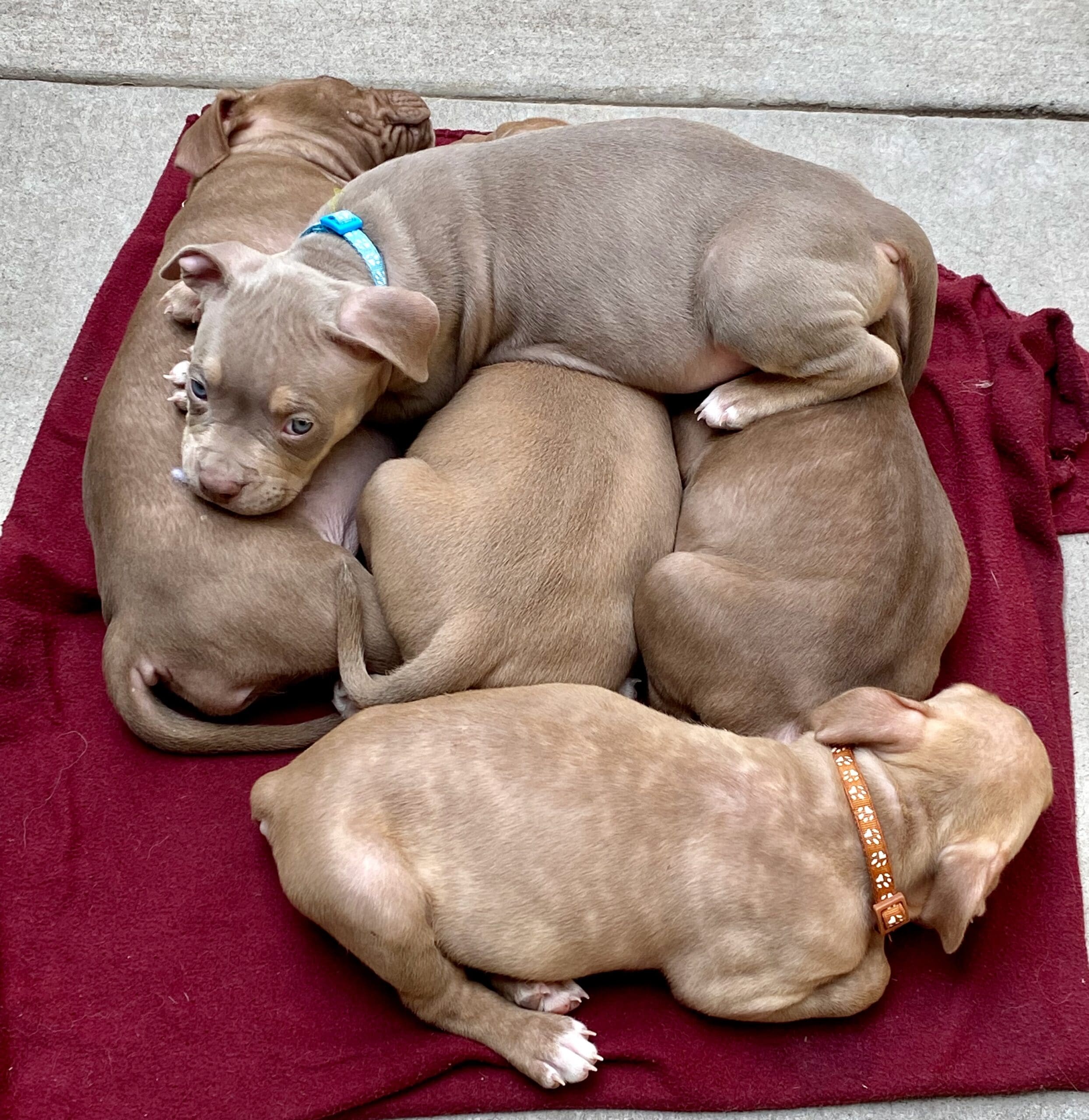 Angel_pittie_puppy_stack