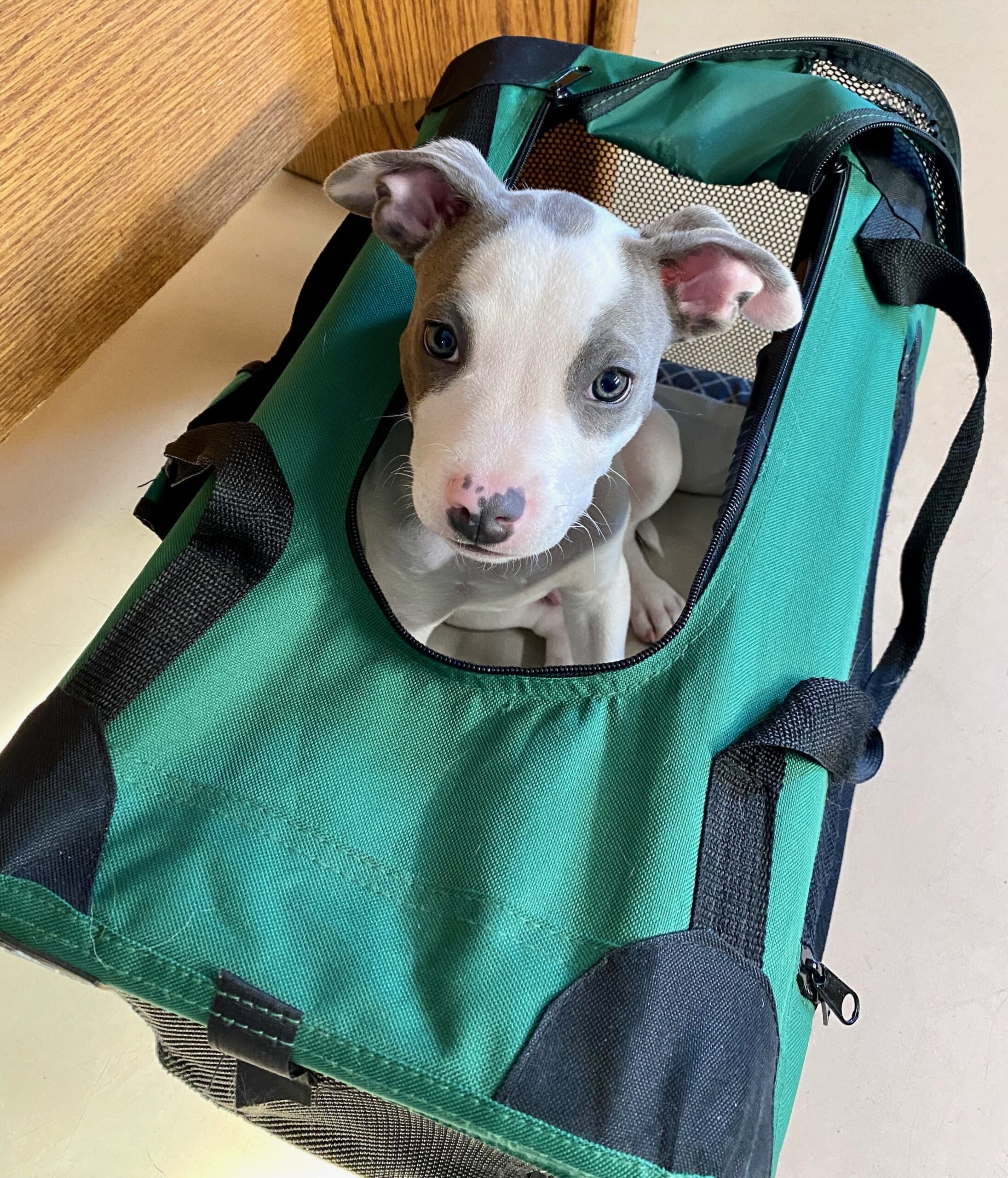 Thomas_pittie_pup_in_carrier