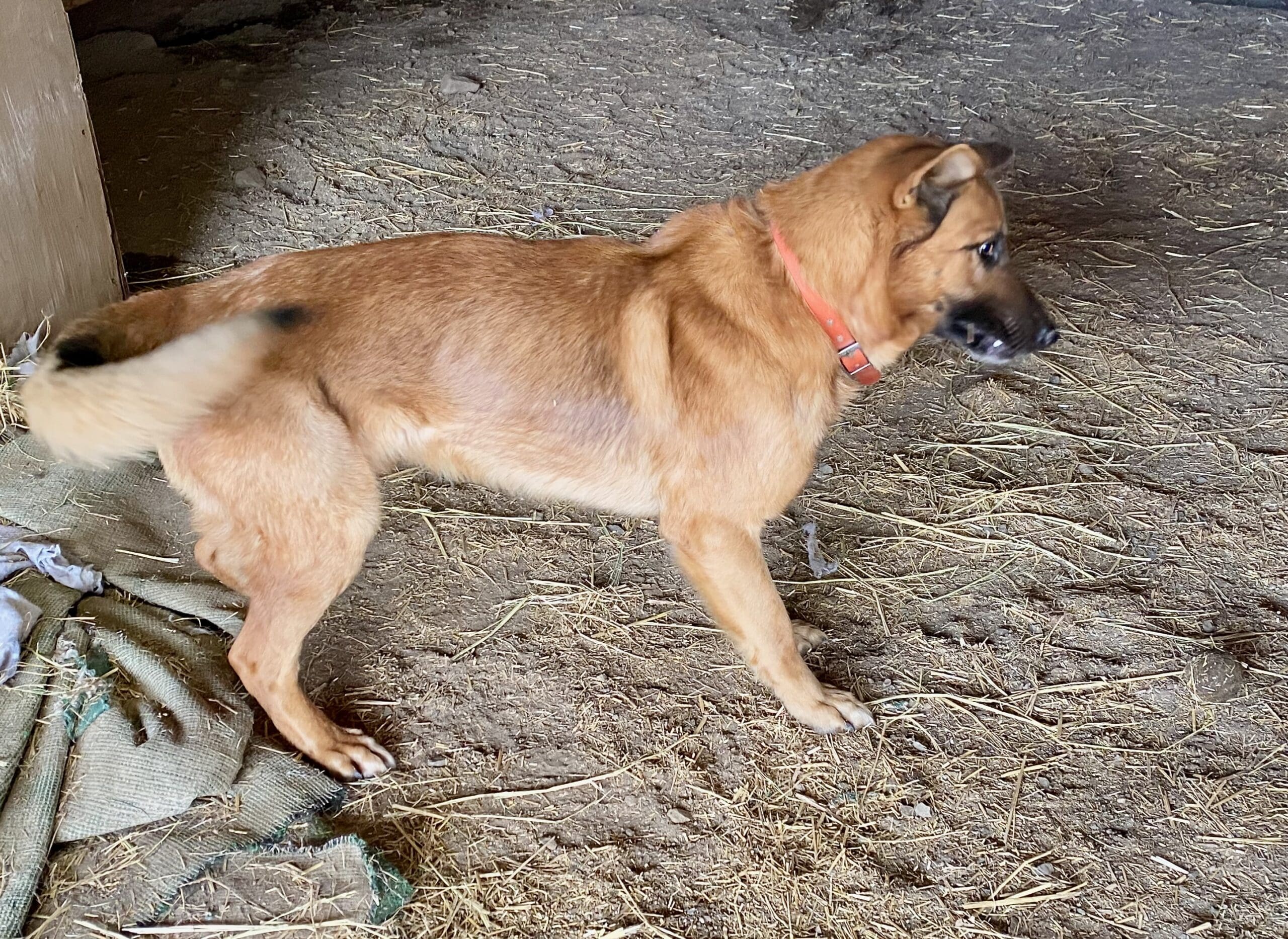 Gryphon_stray_shepherd_ball1