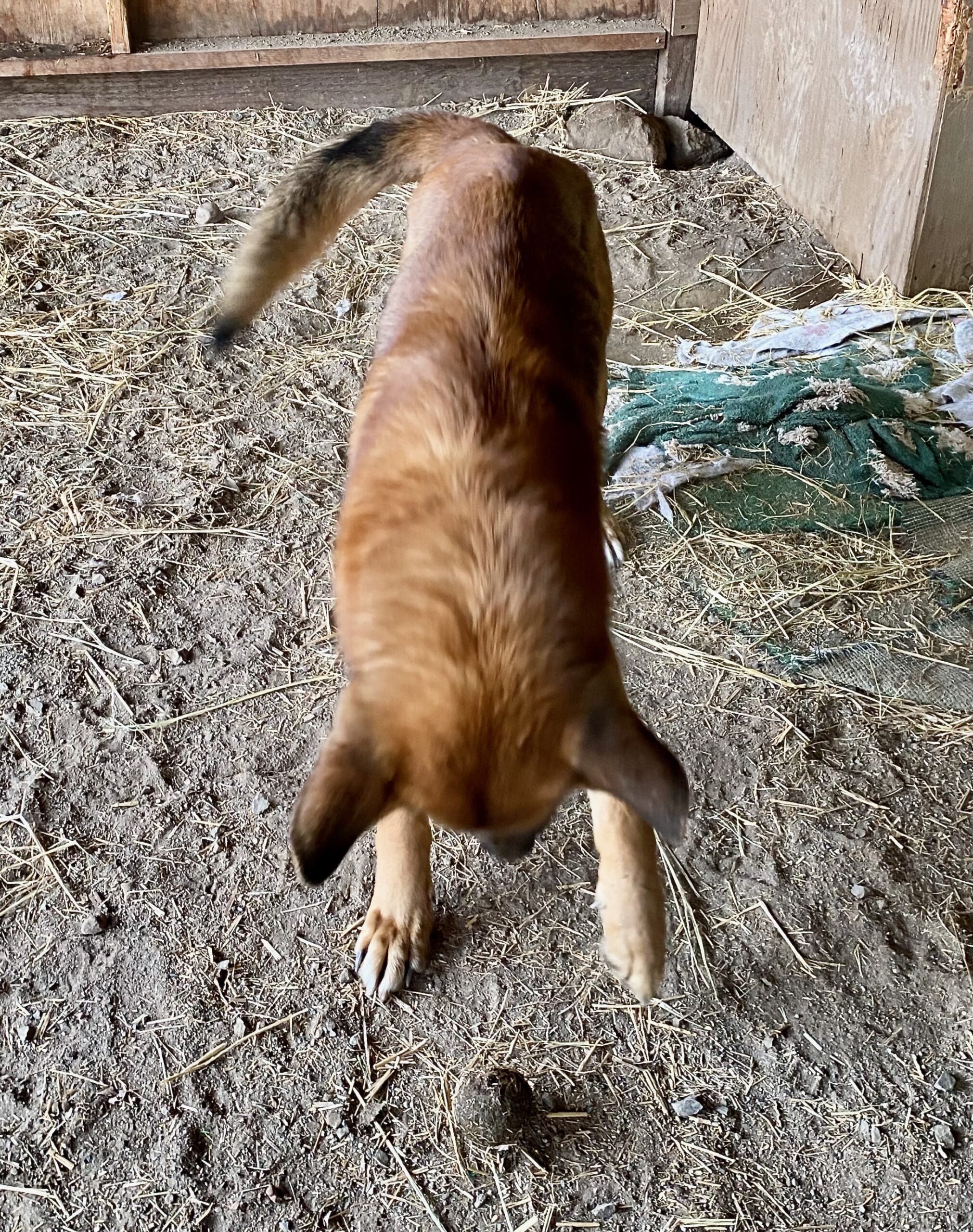 Gryphon_stray_shepherd_ball4
