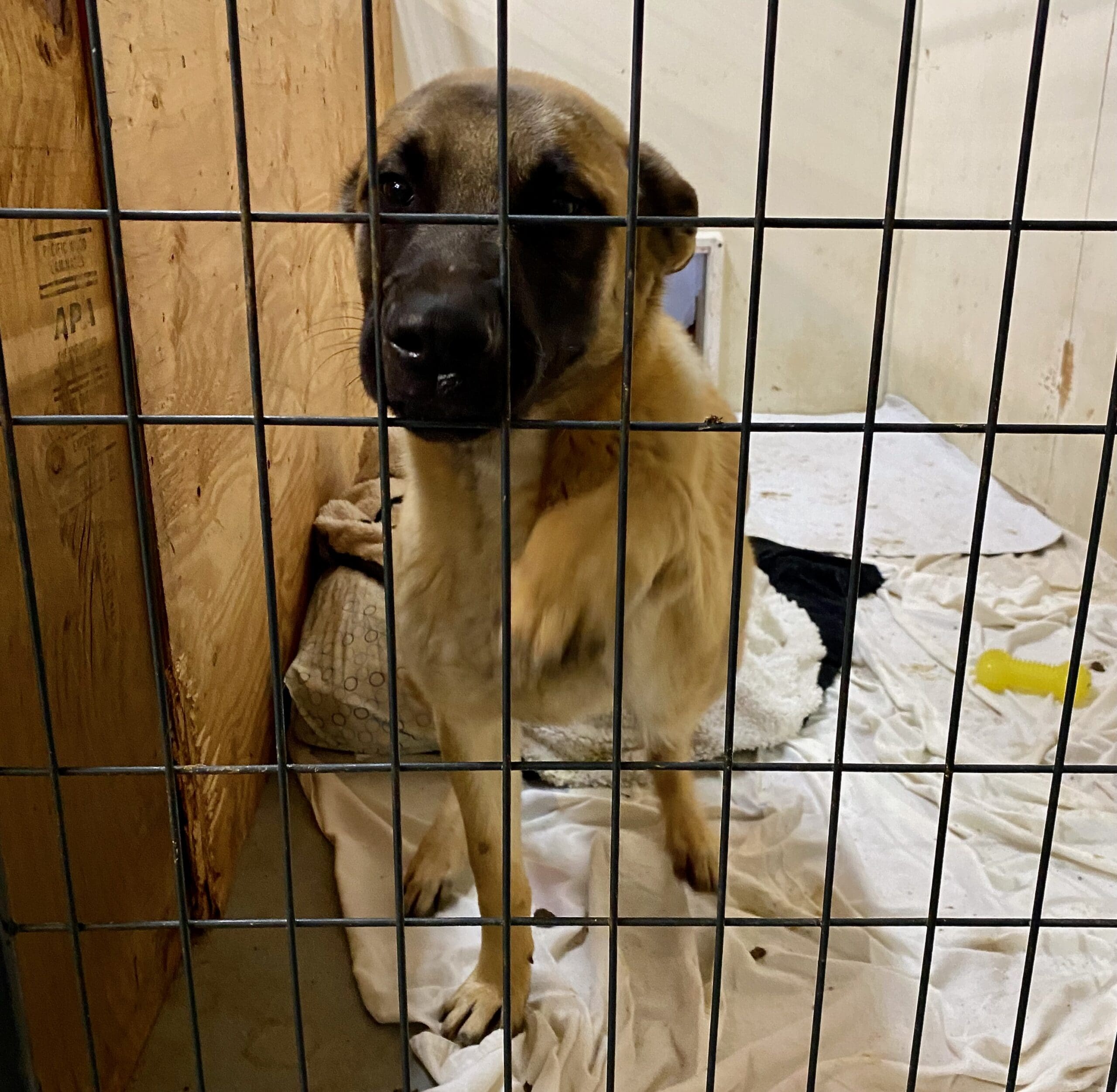 Trooper_injured_shepherd_eager_fence