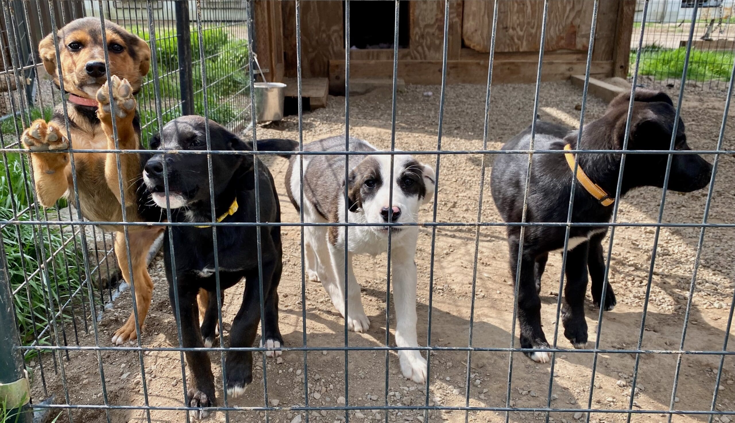 Rescue Ranch Leaps to the Rescue For Abandoned Puppies With Parvo ...