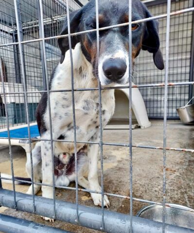 Lost_dog_hound