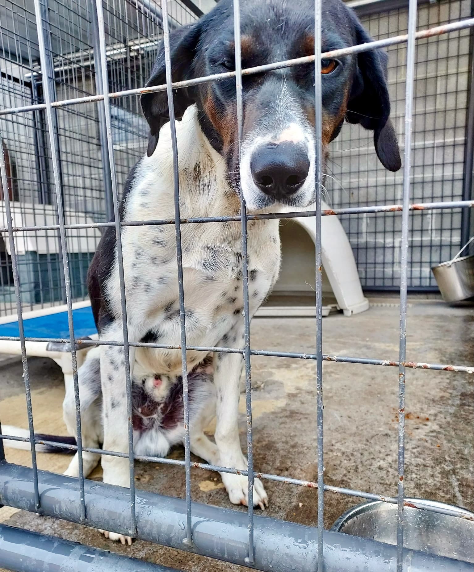 Lost_dog_hound