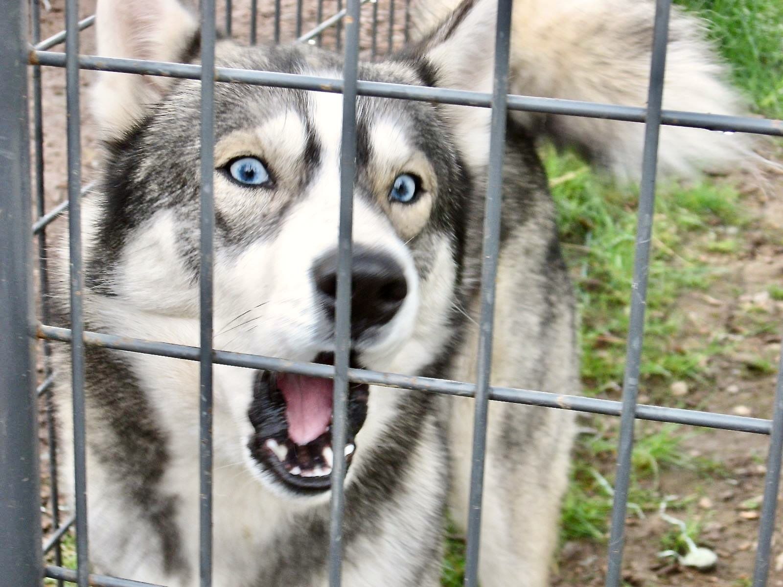 Lost_dog_husky
