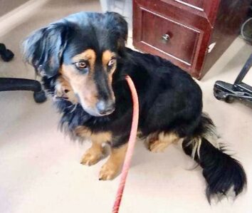 Lost_dog_in_office