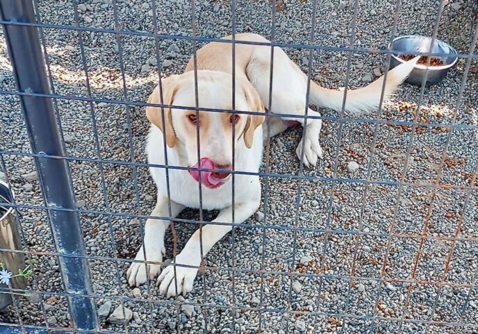 Lost_dog_lab