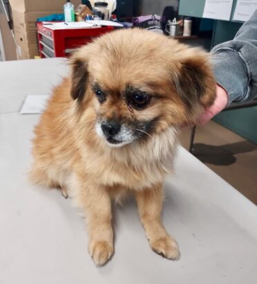 Lost_dog_little