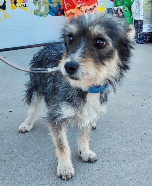 Lost_dog_terrier