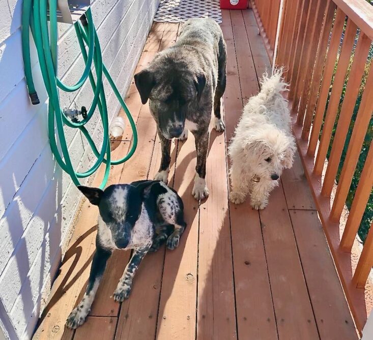 Lost_dogs_deck