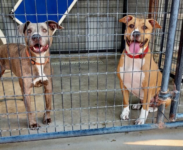 Lost_dogs_kennel