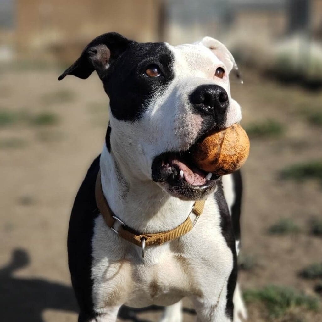 Ramona-with-ball