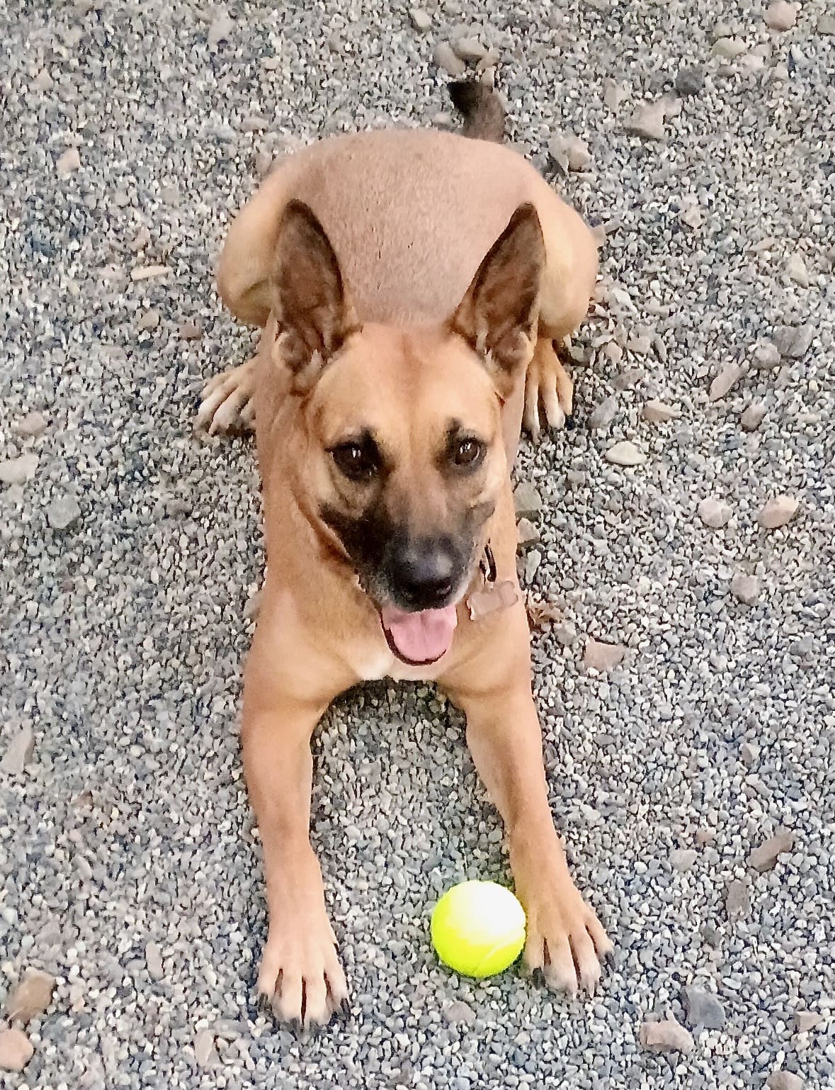 Brandy_tennis_ball
