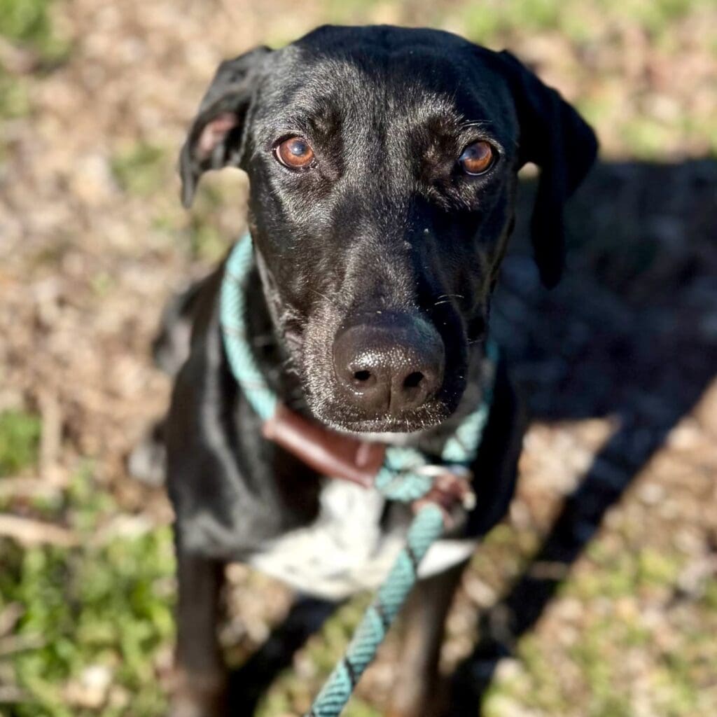 Panama_puppy_eyes