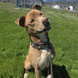 Monty_head_tilt