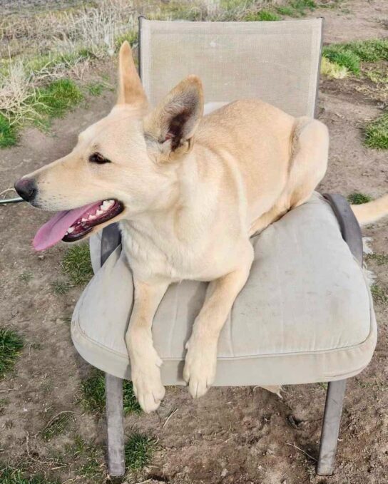 Meadow_on_chair