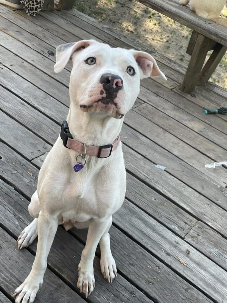 att.gqu6VYyEcUgIwPEnZGXEBvOhHwn8PX93-N2TG1kNudM