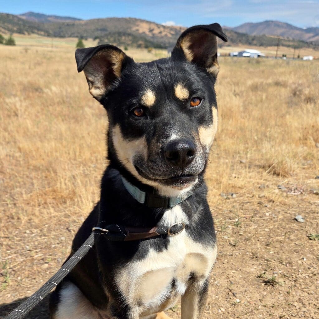 Cheezit_portrait_square
