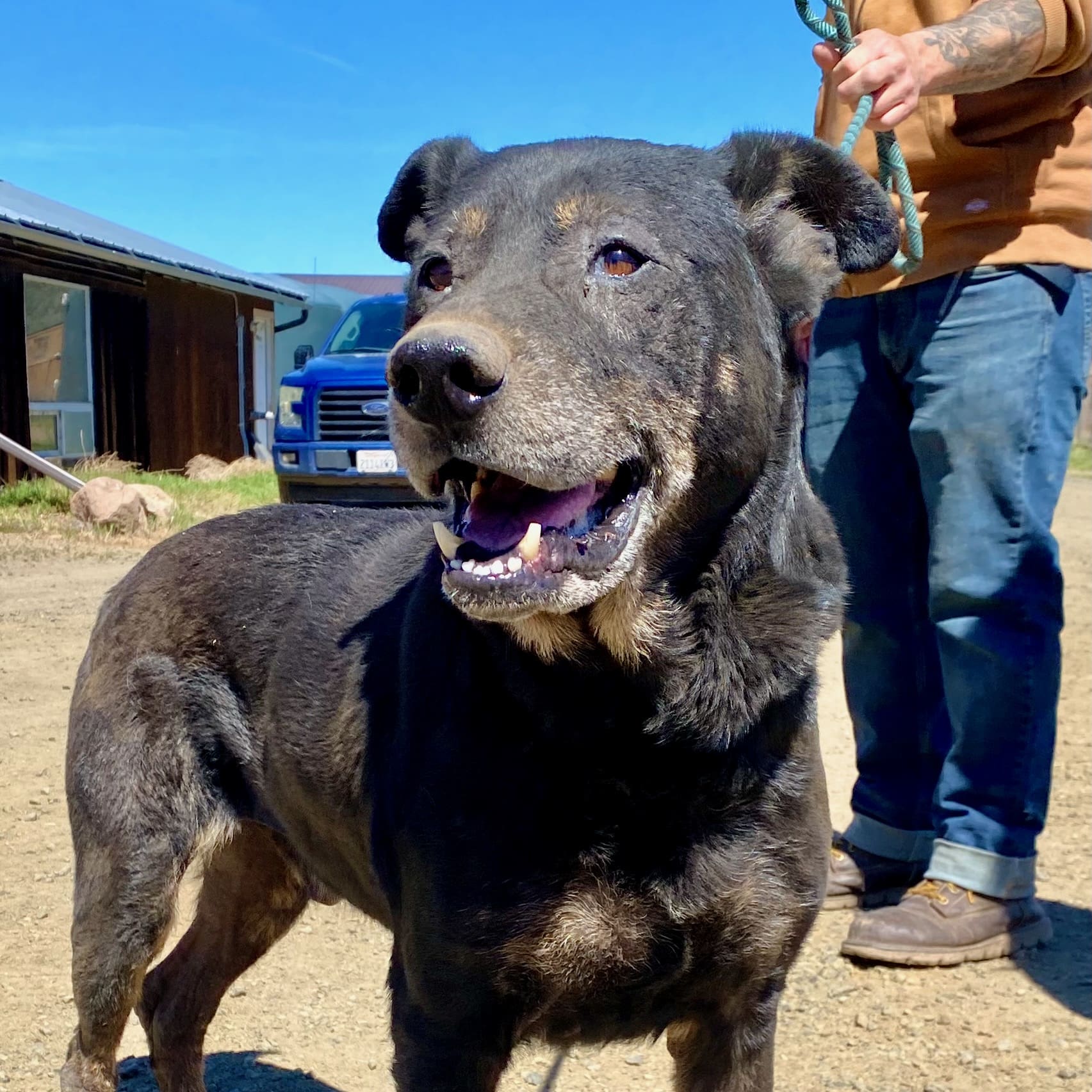 Sanctuary Rescue Fire Survivor Dog Enjoys Medical Rest & Recuperation At Rescue Ranch ...
