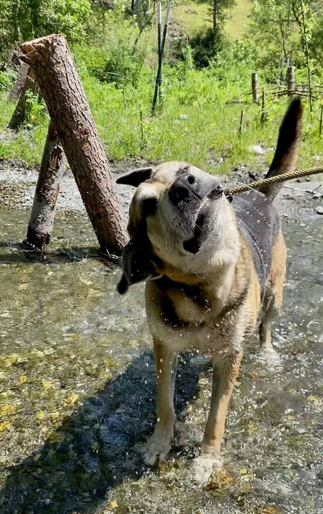 Hasiko shaking Horse Creek