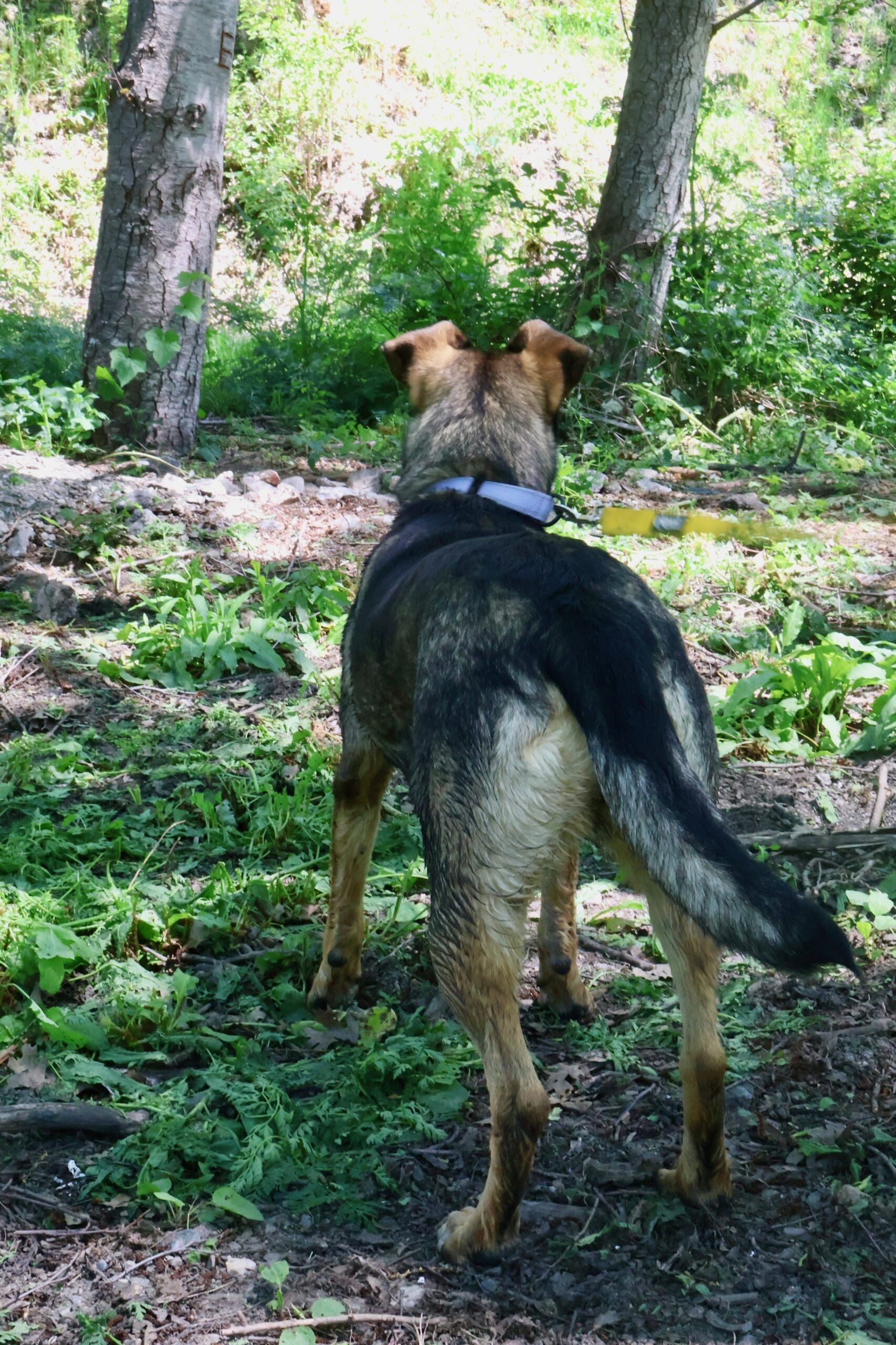 Narnia_gazing_forest_mommas