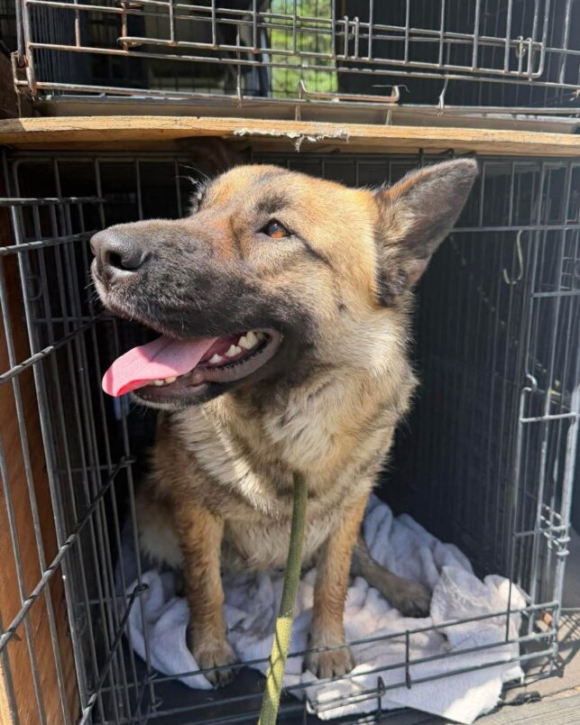 Ruffles_in_crate