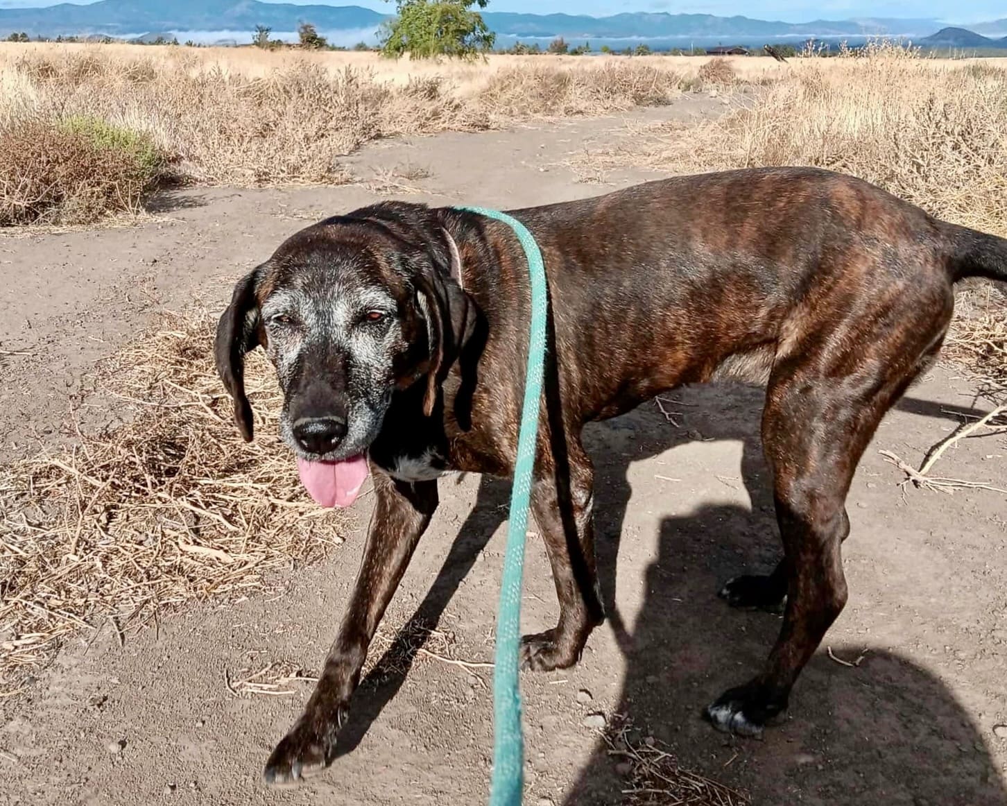 Sadie_Sanctuary_walk