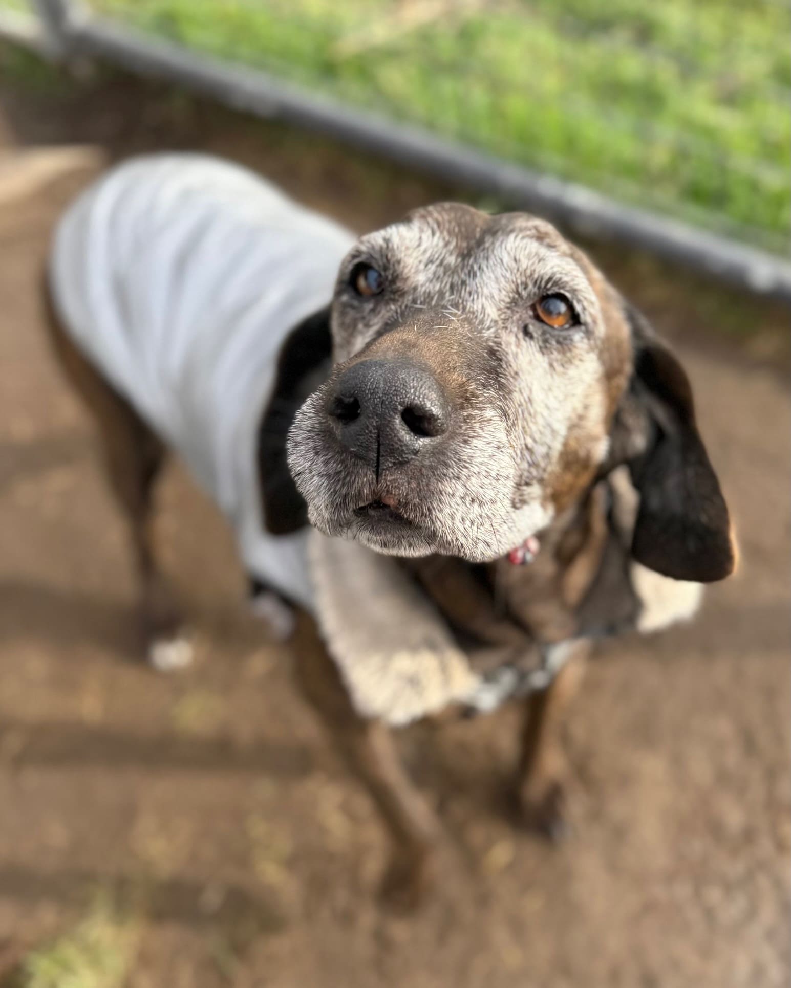 Sadie_kennel