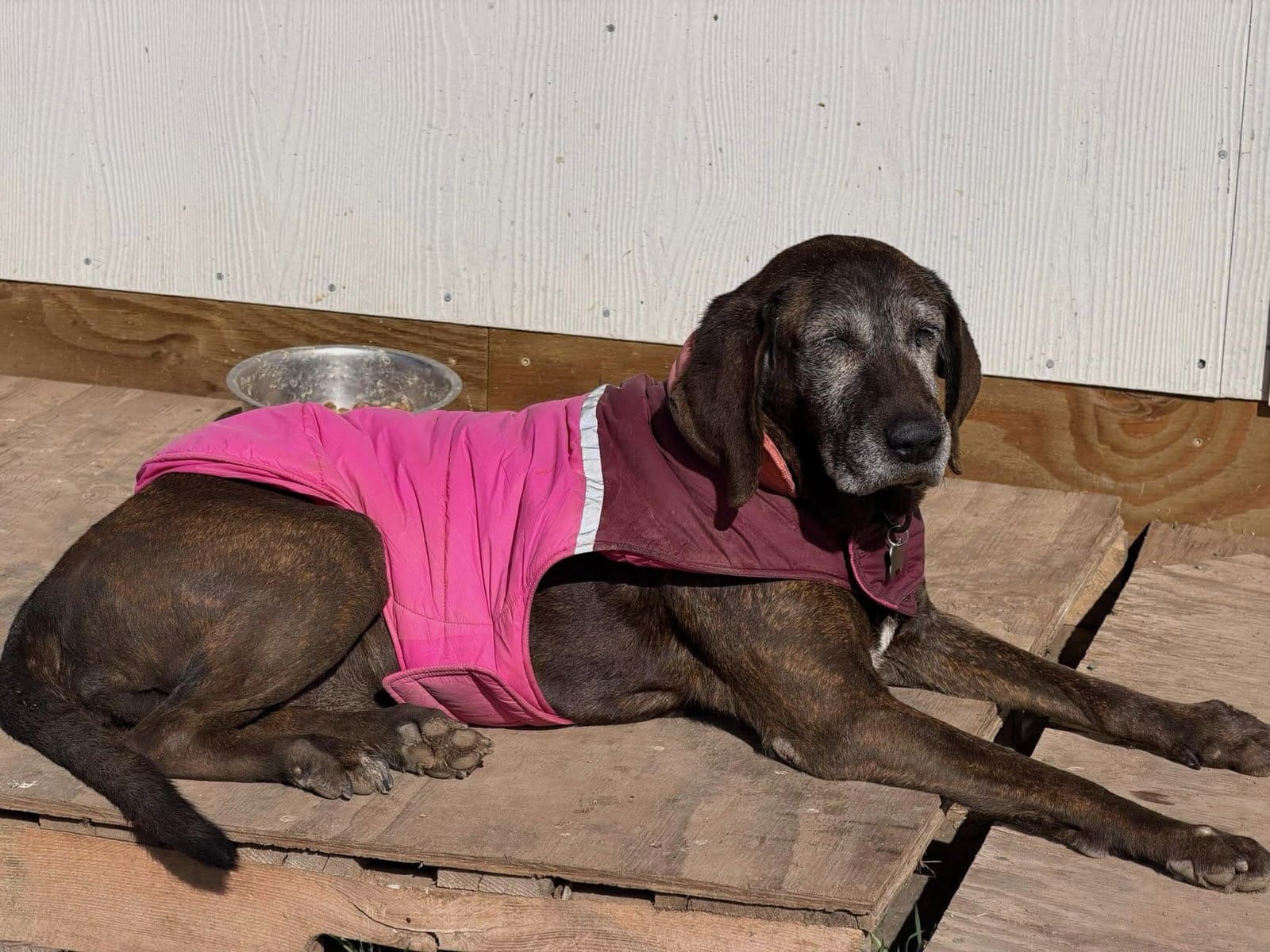 Sadie_lying_on_porch