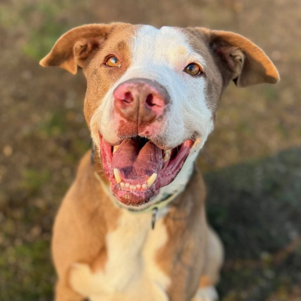 Rex portrait square